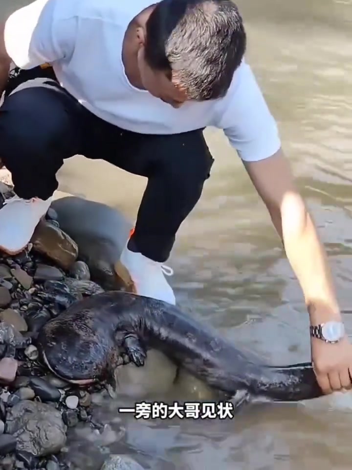 爱心满满，放生可爱娃娃鱼！