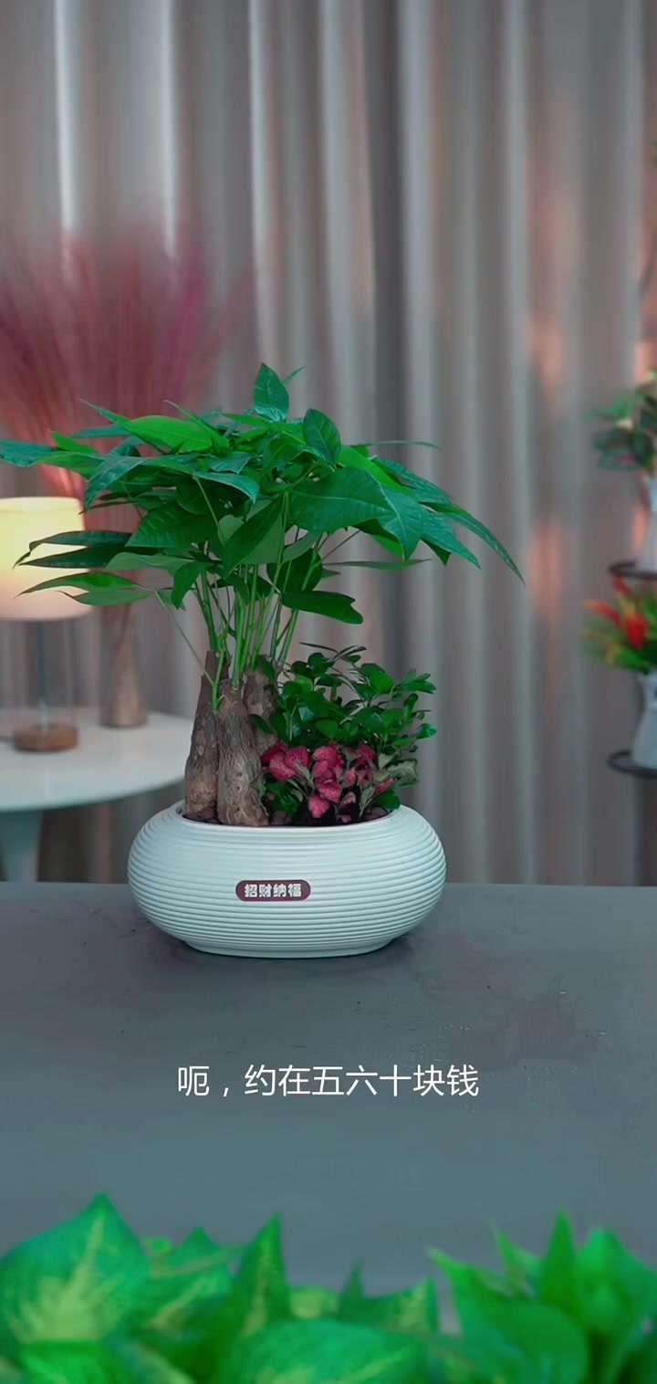 上班桌面新伙伴,绿植九里香组合盆栽,清新舒适又好养