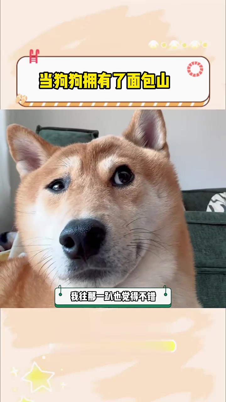当狗狗拥有了面包山