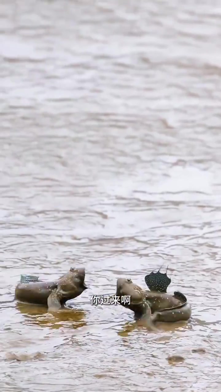 见过会“走路”的鱼吗?宁波滩涂上的弹涂鱼绝对是鱼类界的显眼包!宁波种草指南(来源:摄影师胡