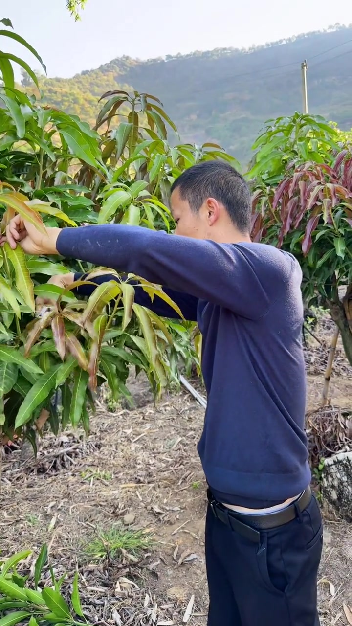 树五爪枝的修剪建议