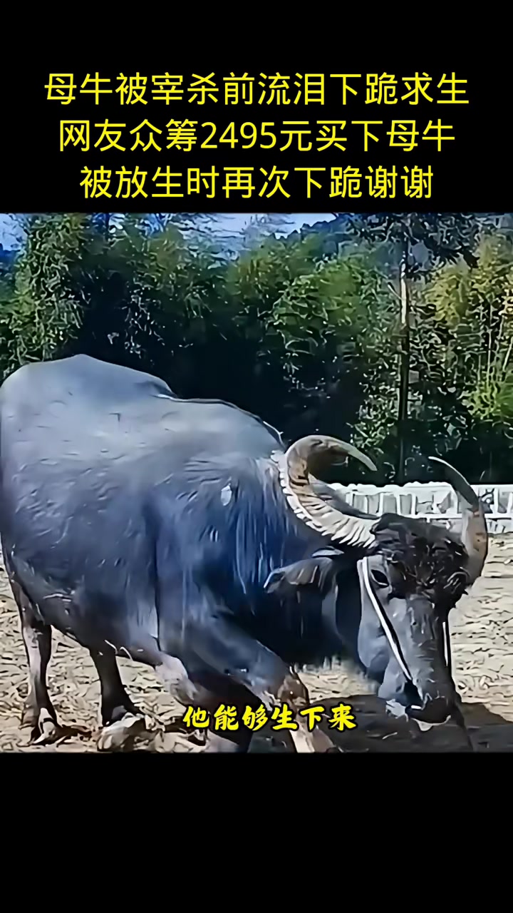 母牛被宰杀前流泪下跪求生