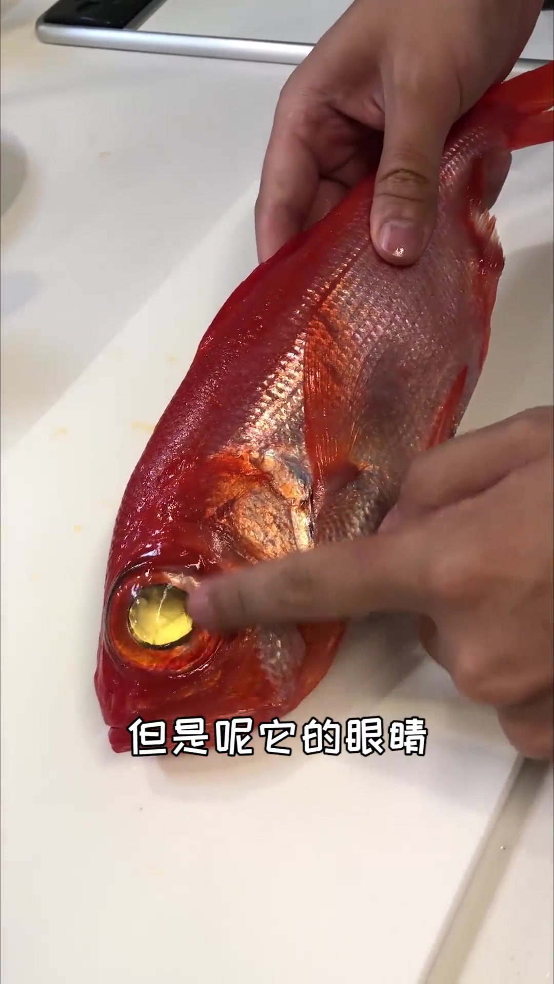 我发现眼睛大的鱼,其眼睛挺好吃!