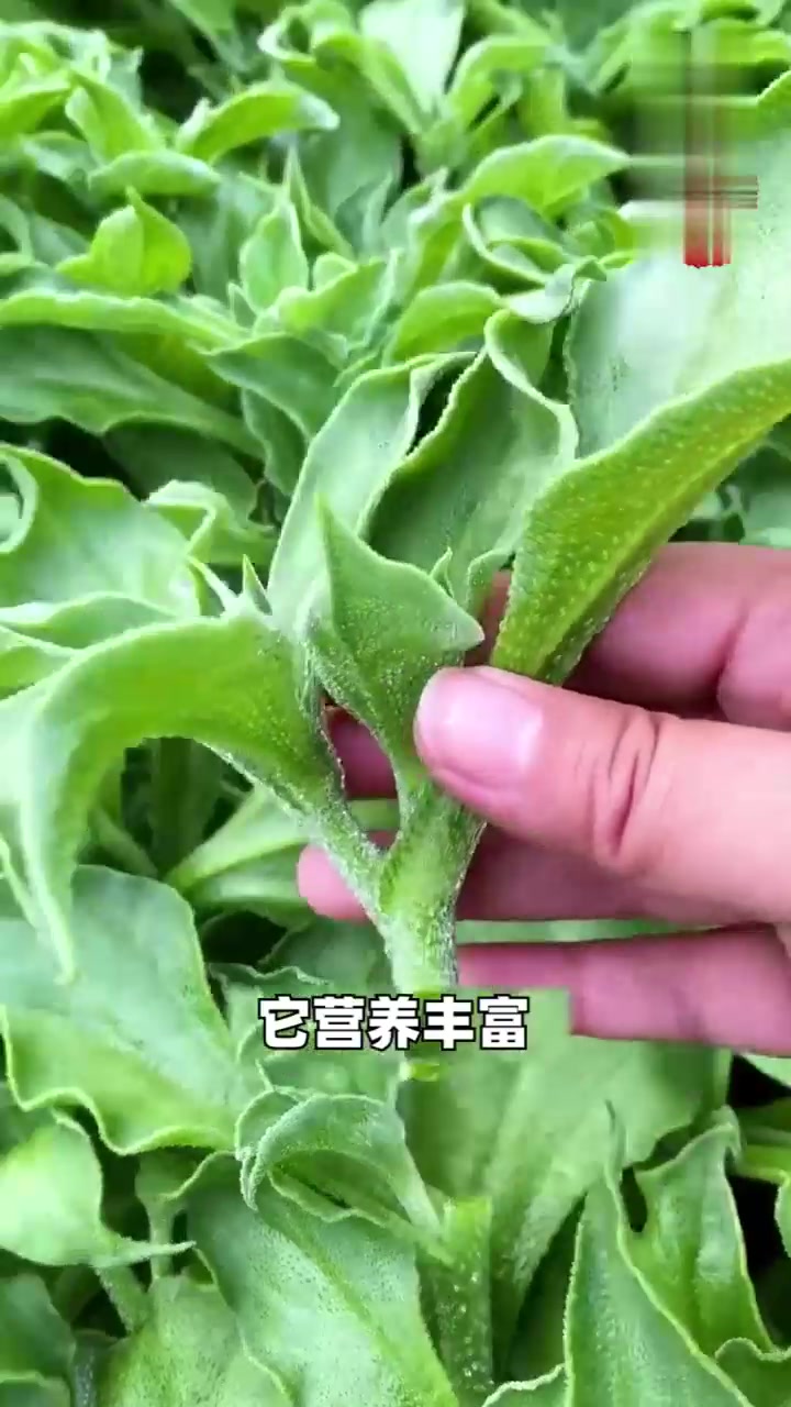 凉拌涮火锅都好吃，巴掌大的地方随便种一些，就够一家人吃很久了