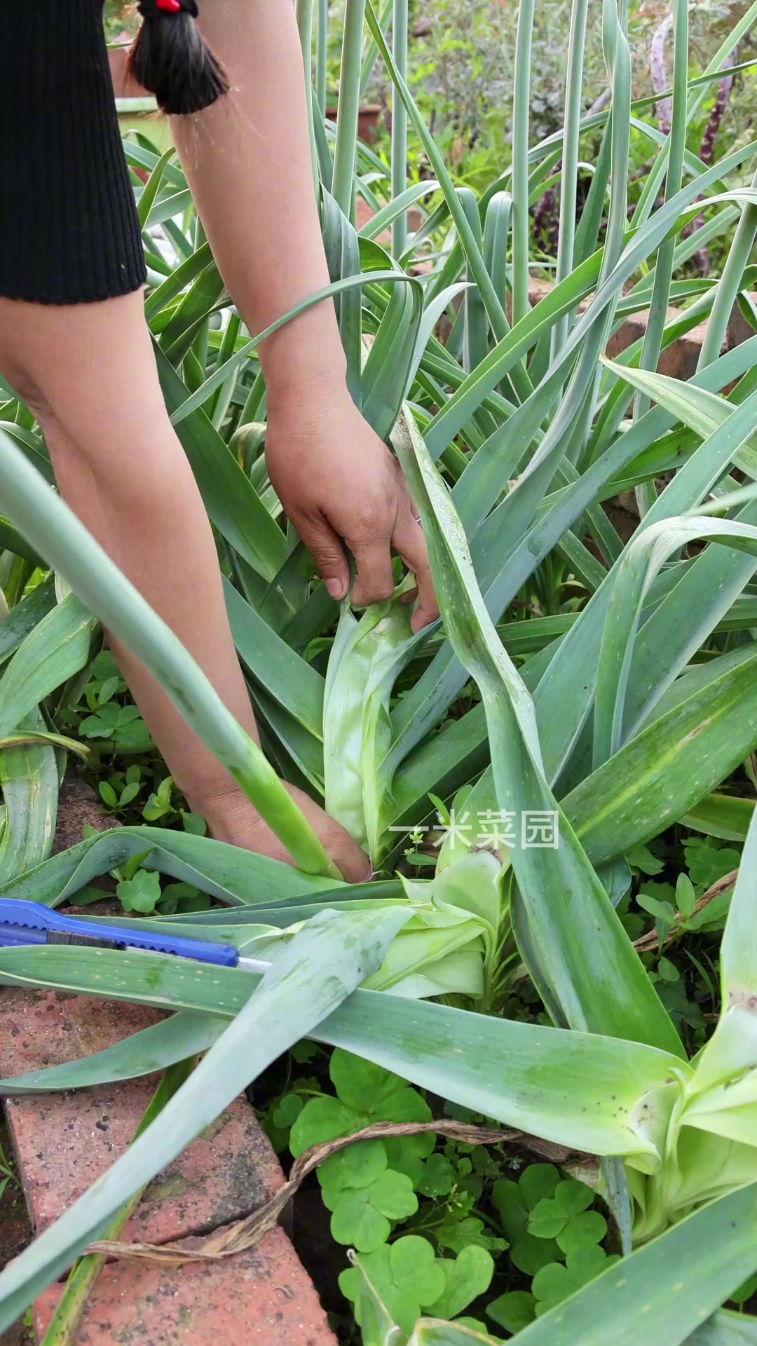 第一次种植洋蒜,没想到长出的蒜薹太肥壮了,一根就能炒一盘菜了