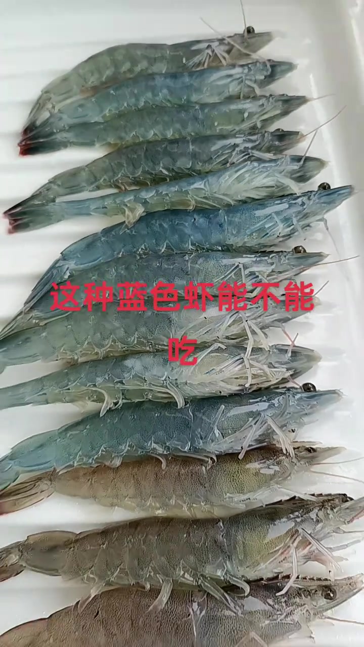 这种蓝颜色的虾是什么品种能不能吃？