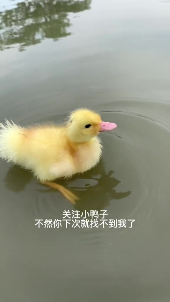 可爱小鸭子在欢快地戏水！