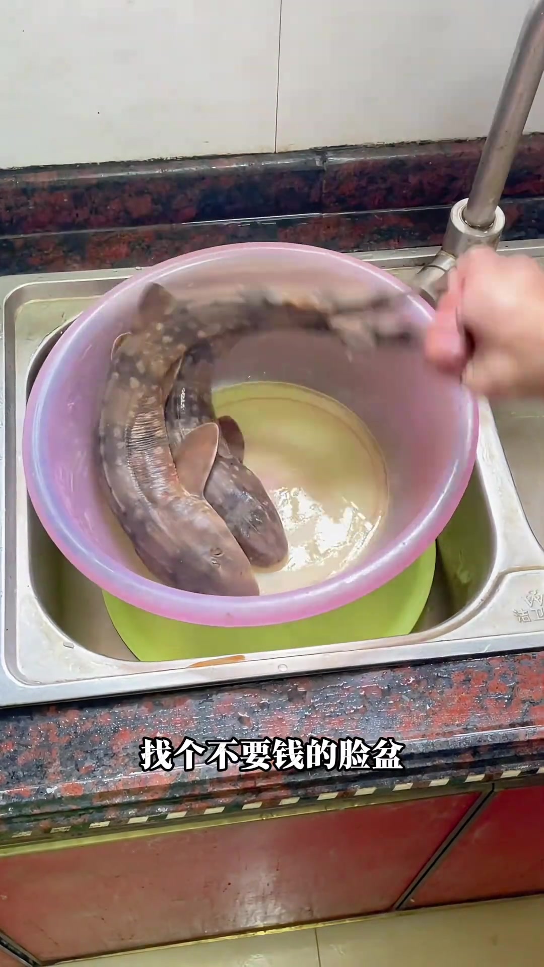 狗鲨鱼处理方法教程！