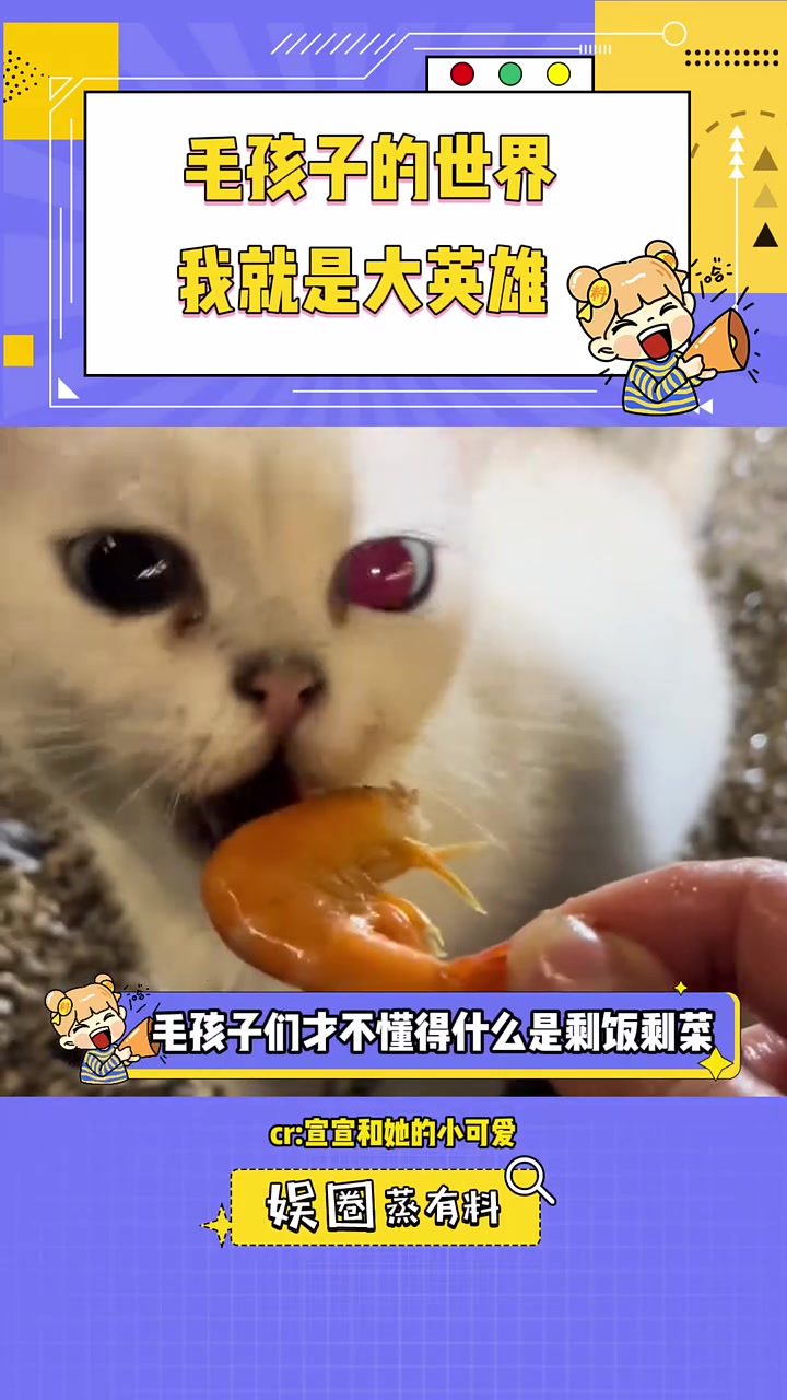 剩饭变“爱心餐”,她就是它们的神 流浪猫 打包剩菜 流浪猫狗救助