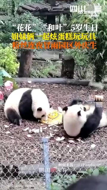 7月4日，大熊猫和花、和叶姐妹迎来5岁生日。成都大熊猫繁育研究基地为两只熊宝制作了生日小蛋