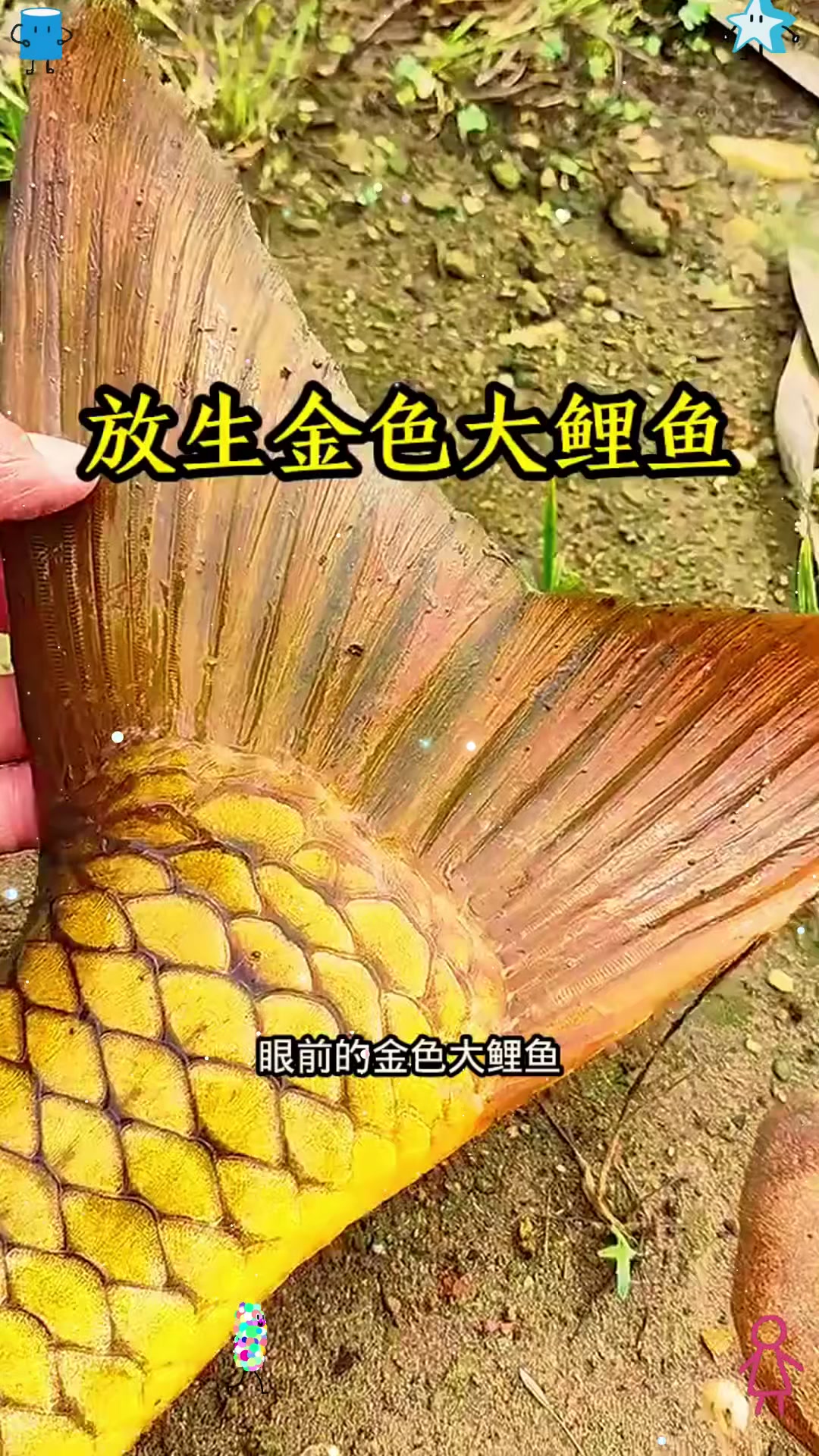 放生金色大鲤鱼，有爱心