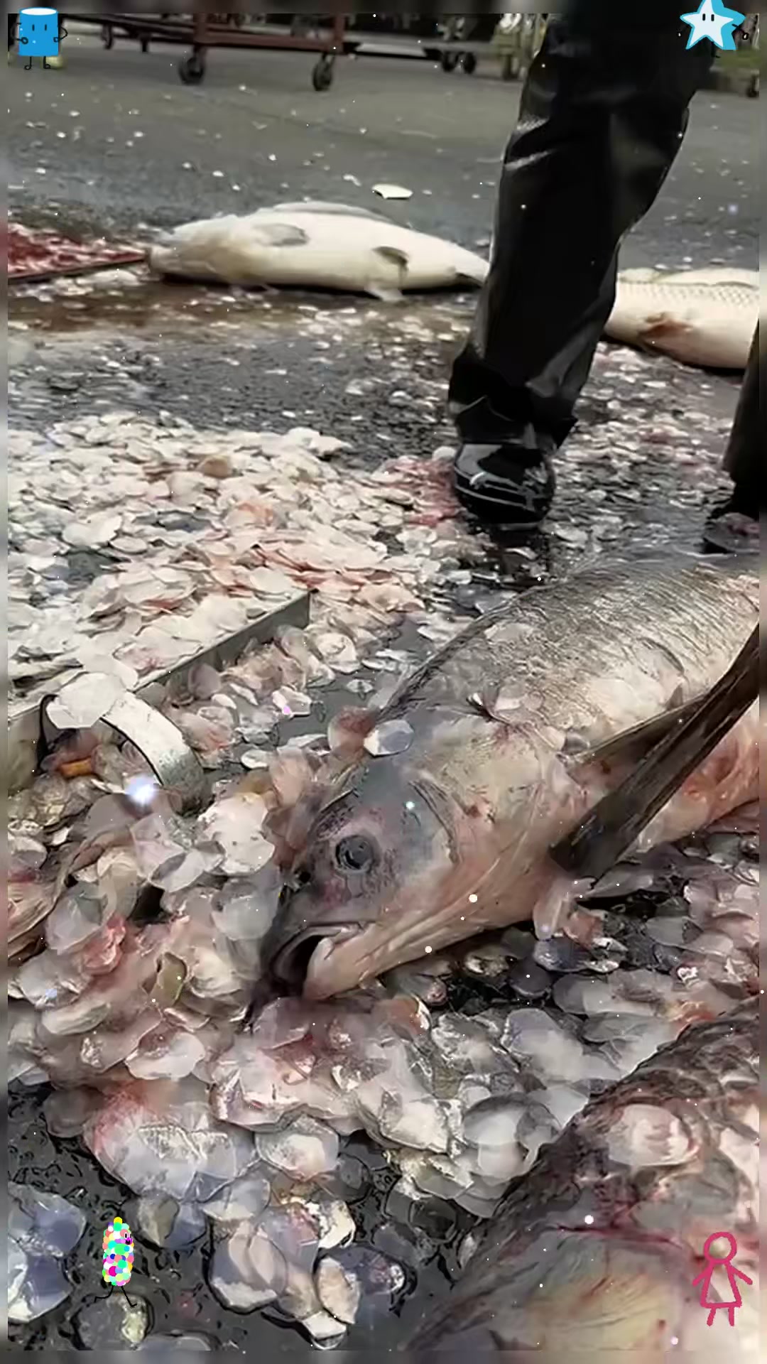 看我大哥快速处理鱼鳞的方法