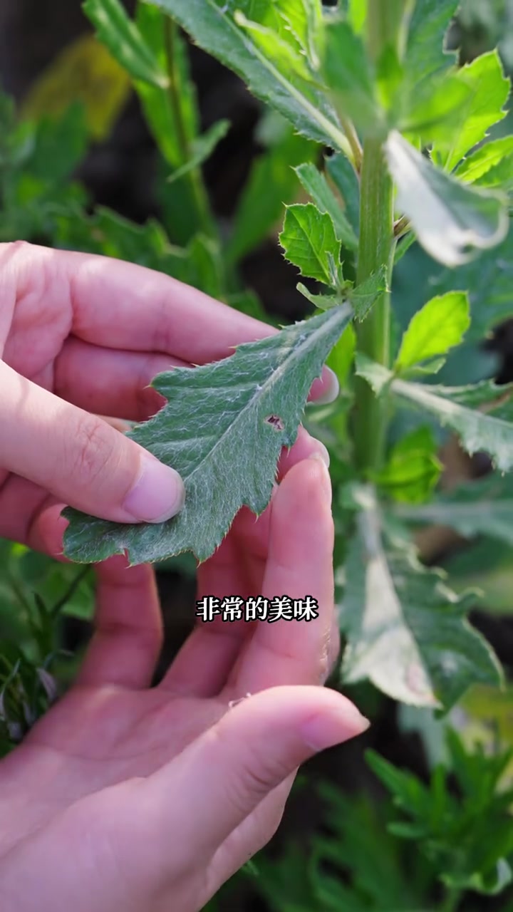田间地头常见野菜，好吃且营养价值高，你吃过吗？