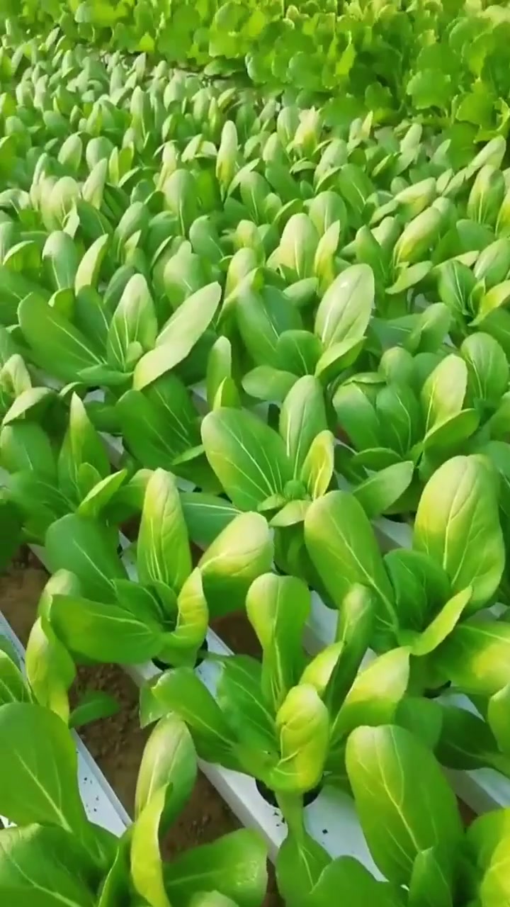 蔬菜无土栽培技术