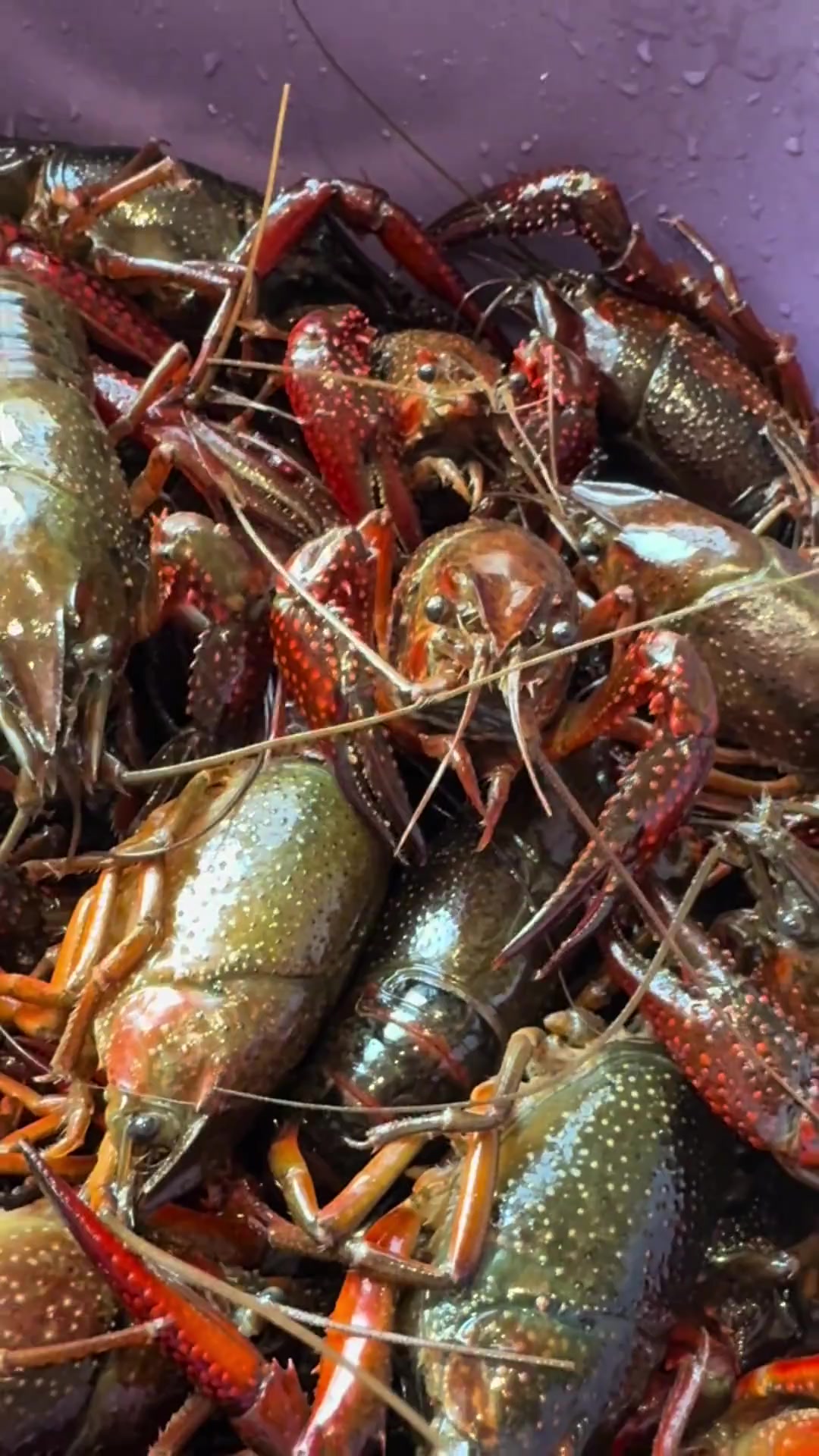 这样做的麻辣小龙虾又辣又香，肉质脆嫩超过瘾