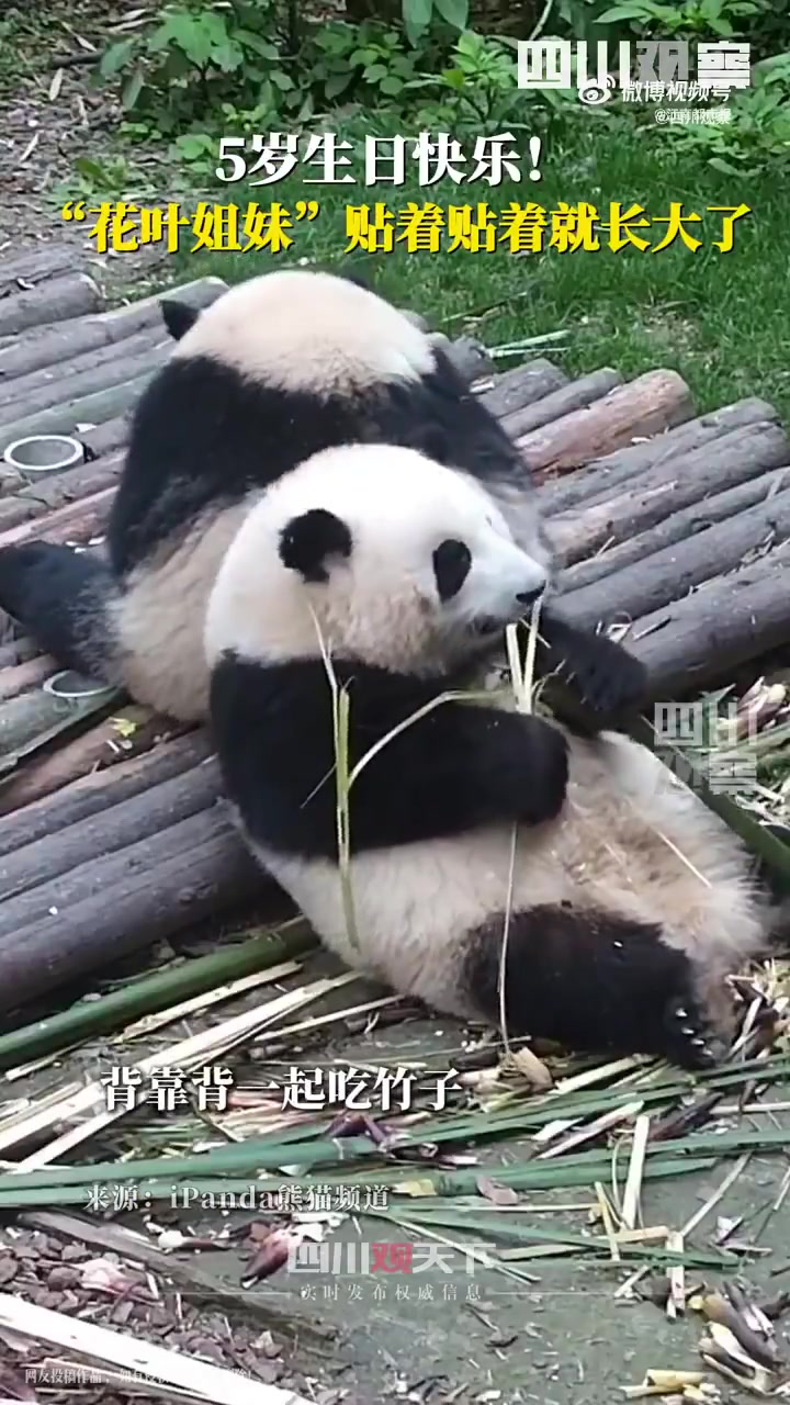 7月4日，成都大熊猫繁育研究基地为双胞胎大熊猫“花花“（和花）与“和叶“举办5周岁生日会。