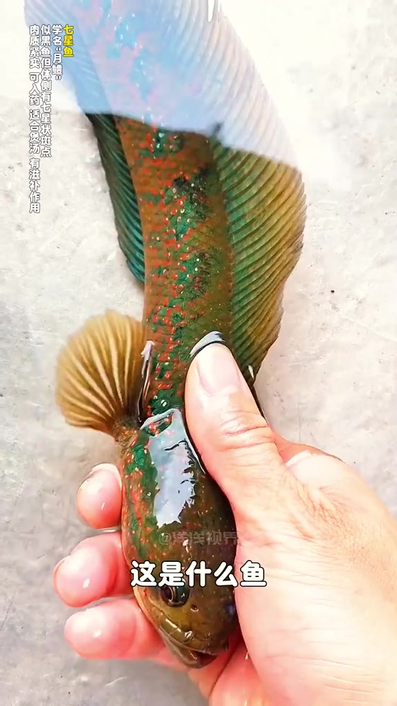 你都认识哪种淡水食用鱼