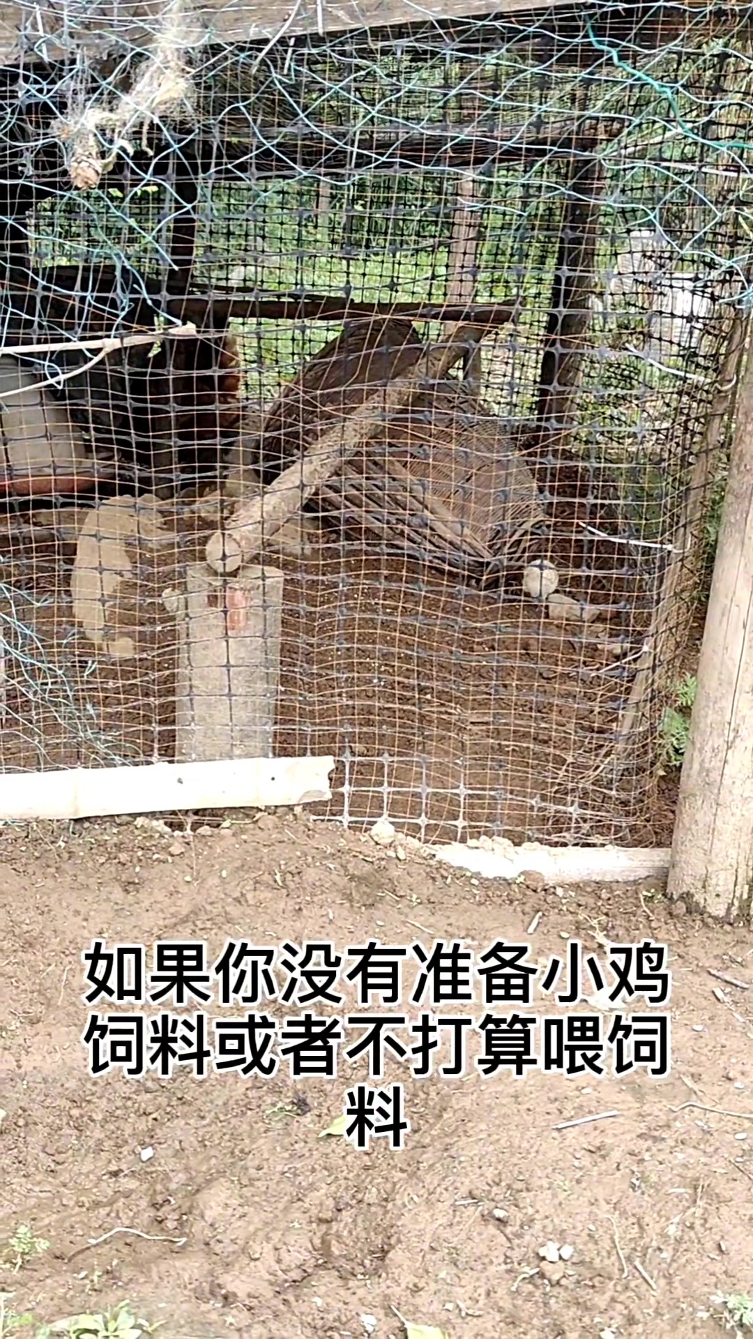 小鸡出壳以后喂什么?