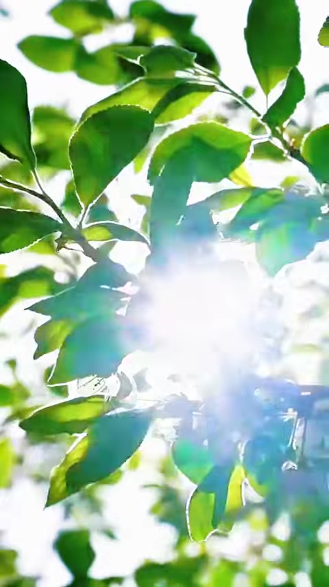 大表哥盘下8年的老甲鱼塘,里面的甲鱼到底有多大?(1)