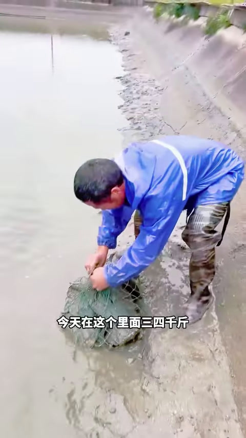 大表哥盘下8年的老甲鱼塘,里面的甲鱼到底有多大?(2)