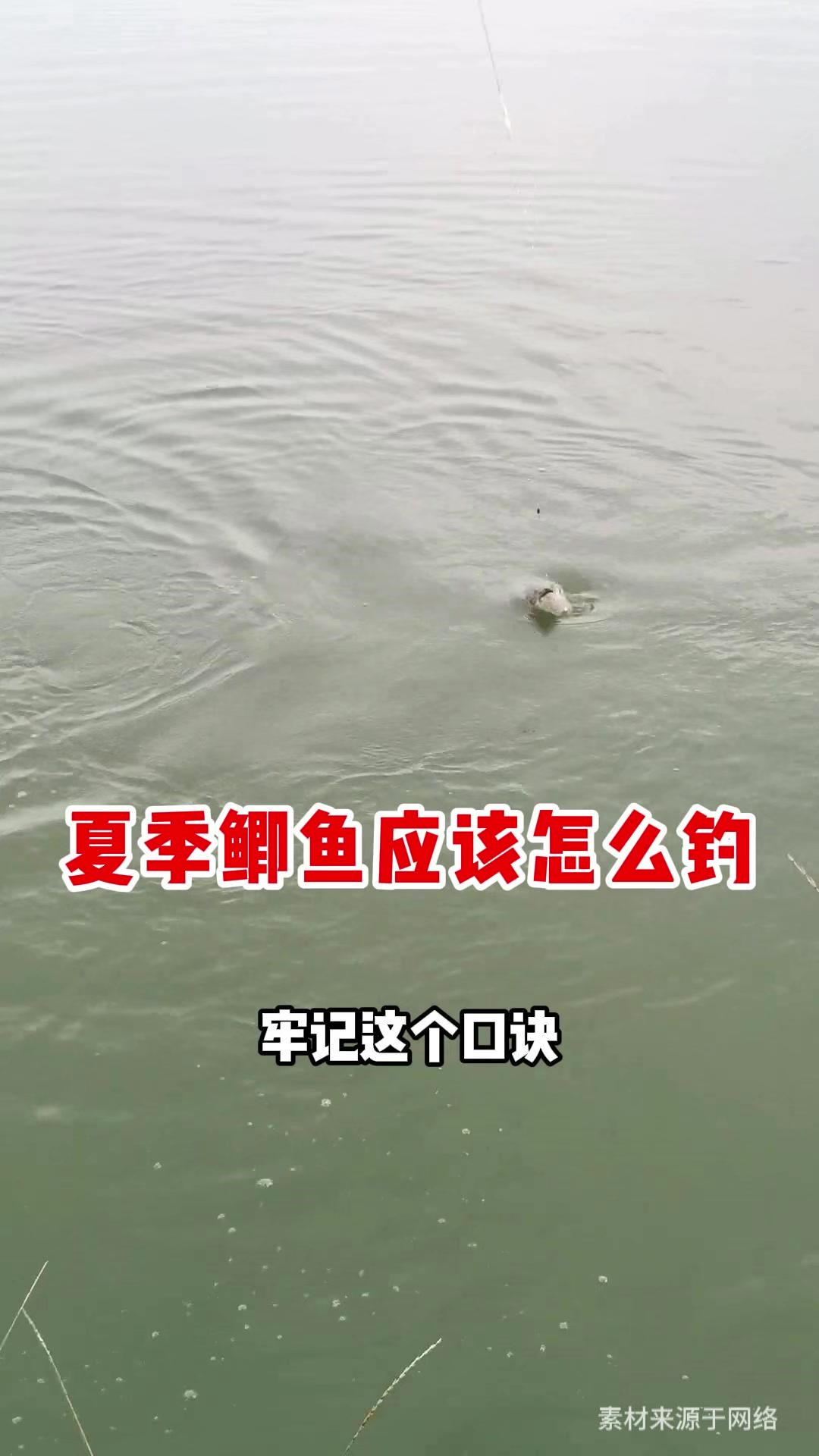夏季鲫鱼应该怎么钓