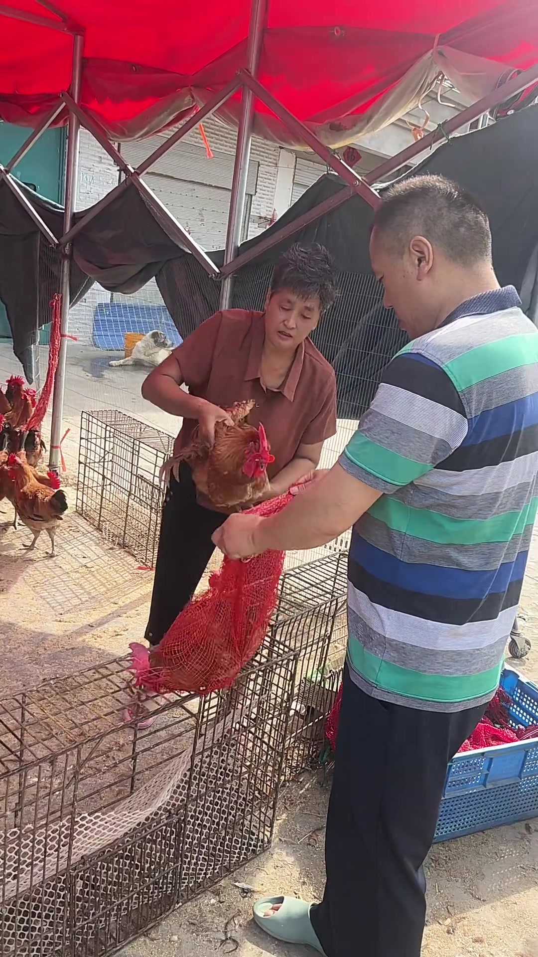 7月3号万家不超市大红公鸡超漂亮只要五百多千斤