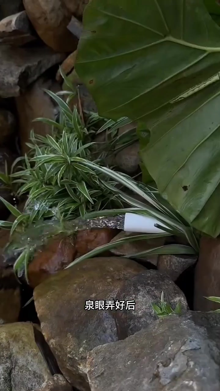 给泉眼搭个房顶，放养十几斤重大头鱼！