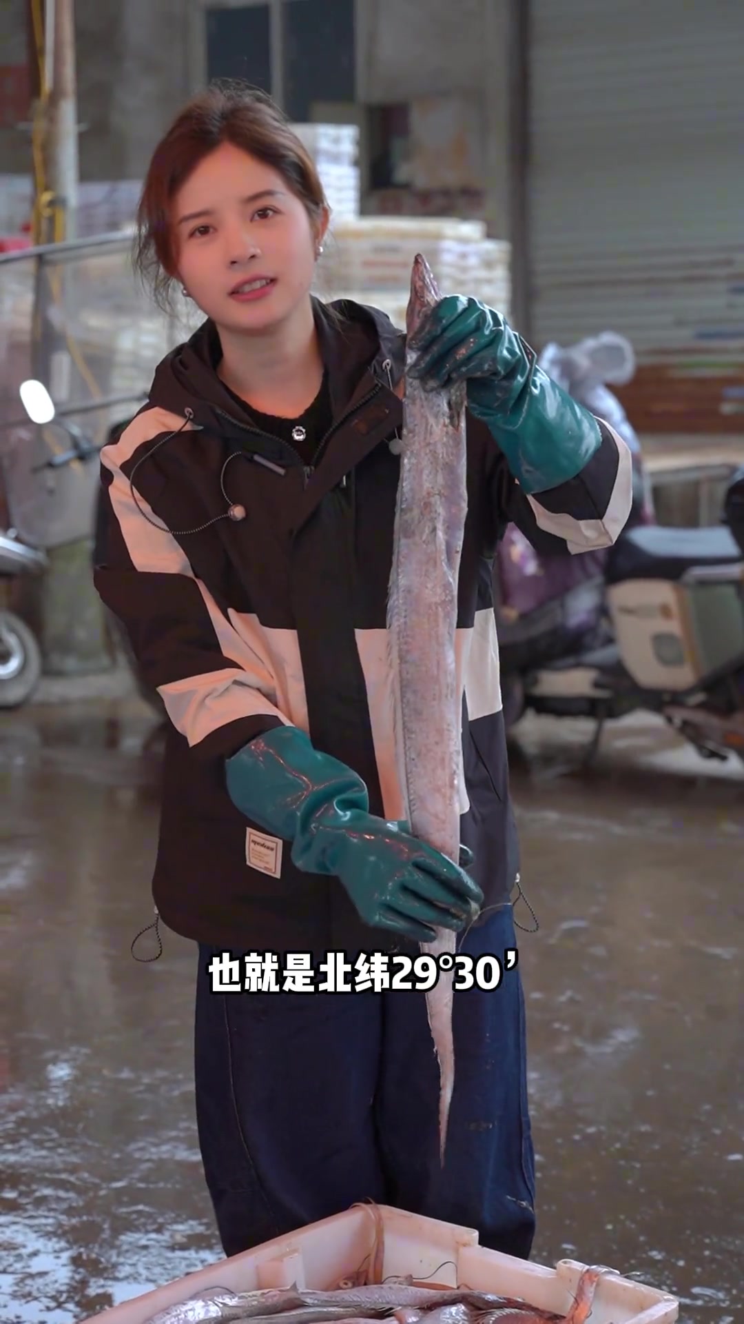 带鱼里的爱马仕，舟山带鱼