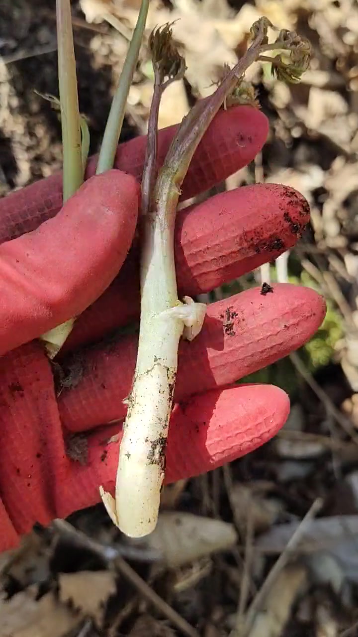 荞麦秧，非常好吃