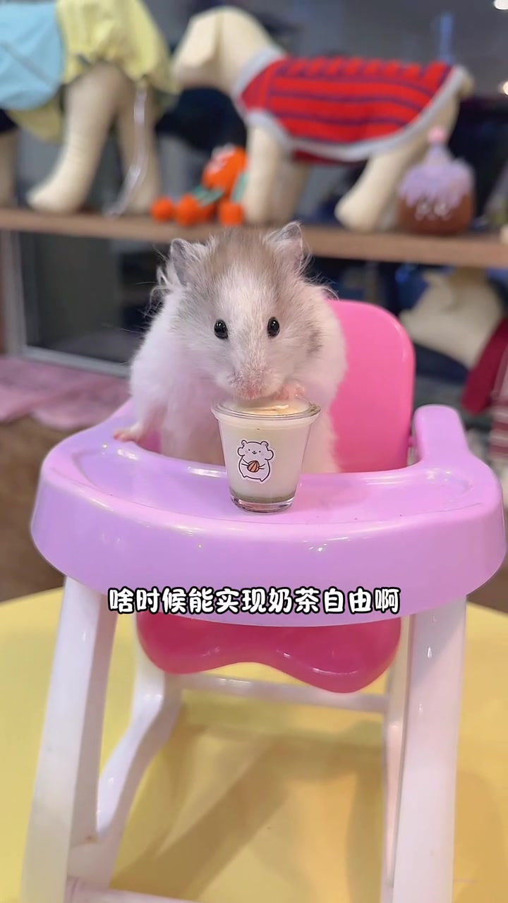 鼠鼠我呀,实现奶茶自由喽!