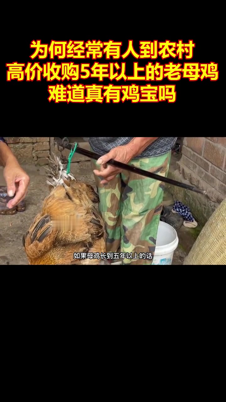 为何经常有人到农村，高价收购5年以上的老母鸡，难道真有鸡宝吗