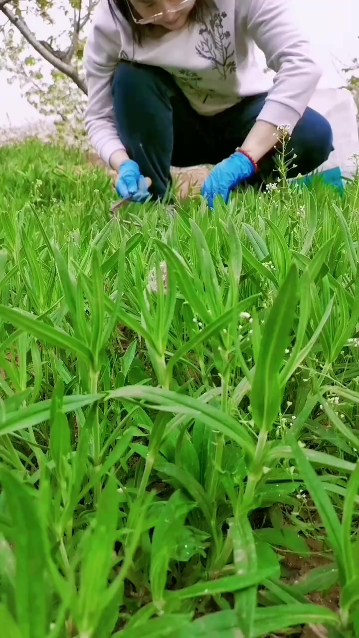 酷似面条，俗称“面条菜”，春天的野菜之王，遇到别错过！好吃作用多！