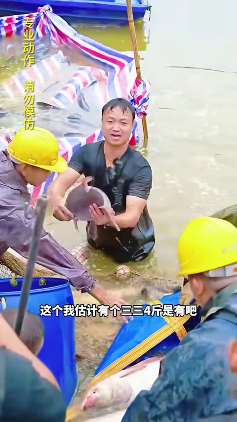 大表哥花高价盘下青鱼钓场里的2条大青鱼,听说里面竟然有200多斤的青鱼王?(3)