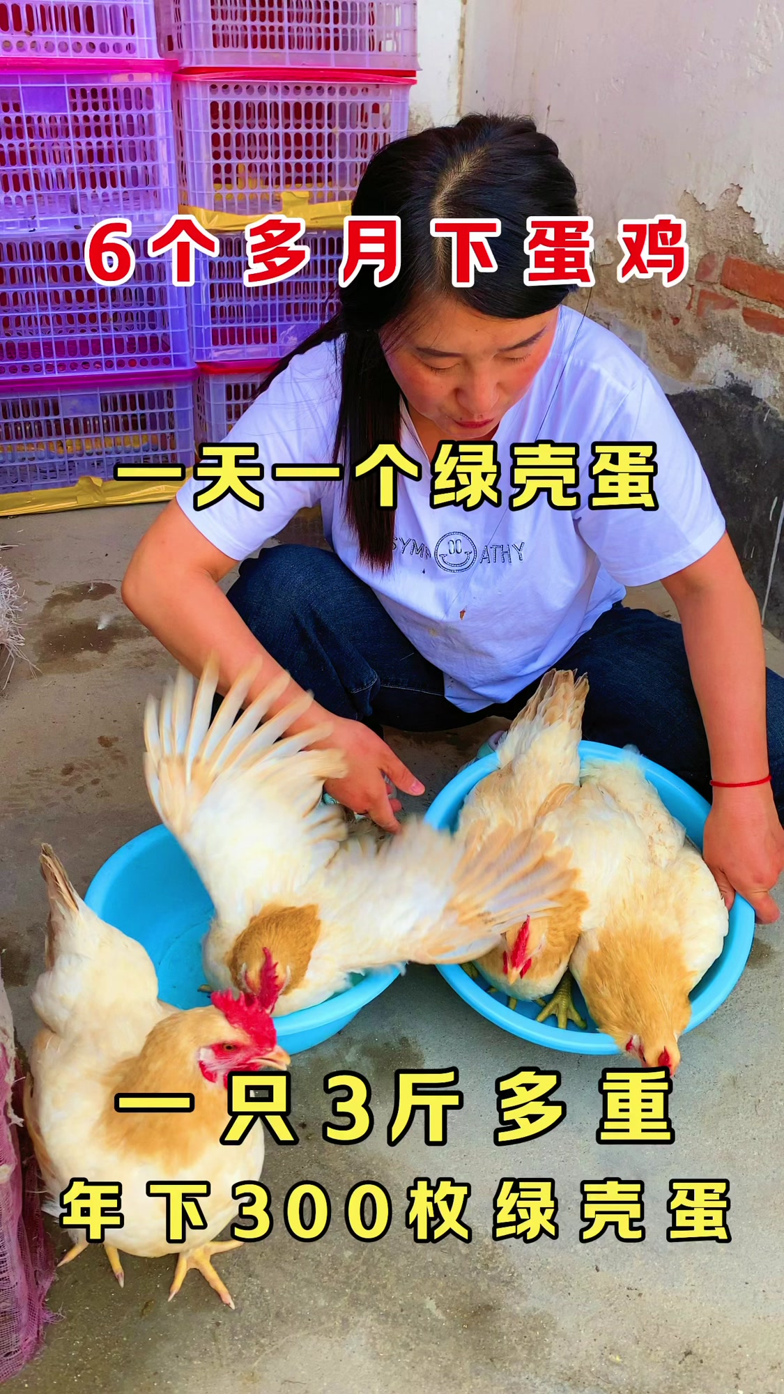漂亮的古典鸡产蛋多
