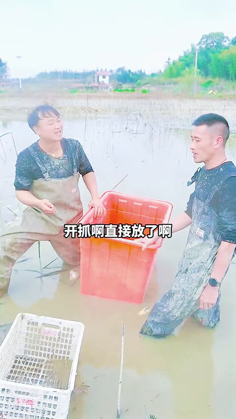 大表哥包下塘主养了3年的荷花鲤，没想到惊现虎皮大鲤鱼？(3)