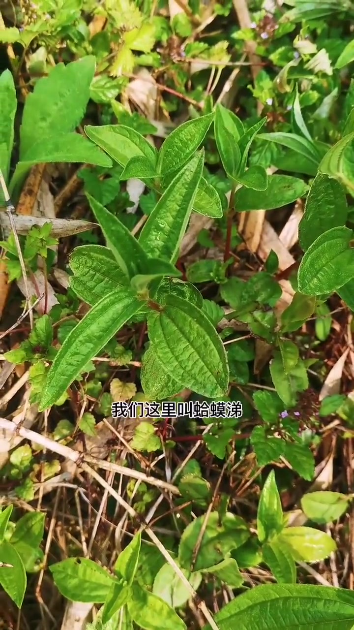 今天吃原生态的野菜，糯米团菜羹。加上农家的米汤，真香