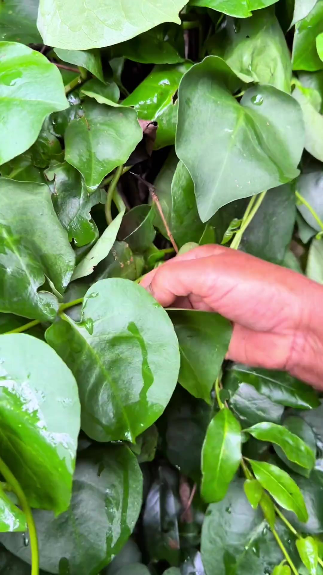 有多少人吃过藤三七?这样吃口感比木耳还丝滑!