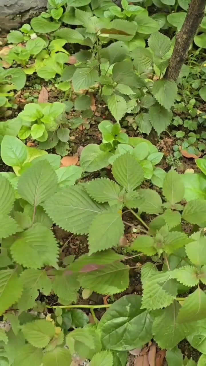 木瓜潺菜紫苏沙姜柠檬柚子薄荷罗勒。休息日,吃货们院里干活啦!