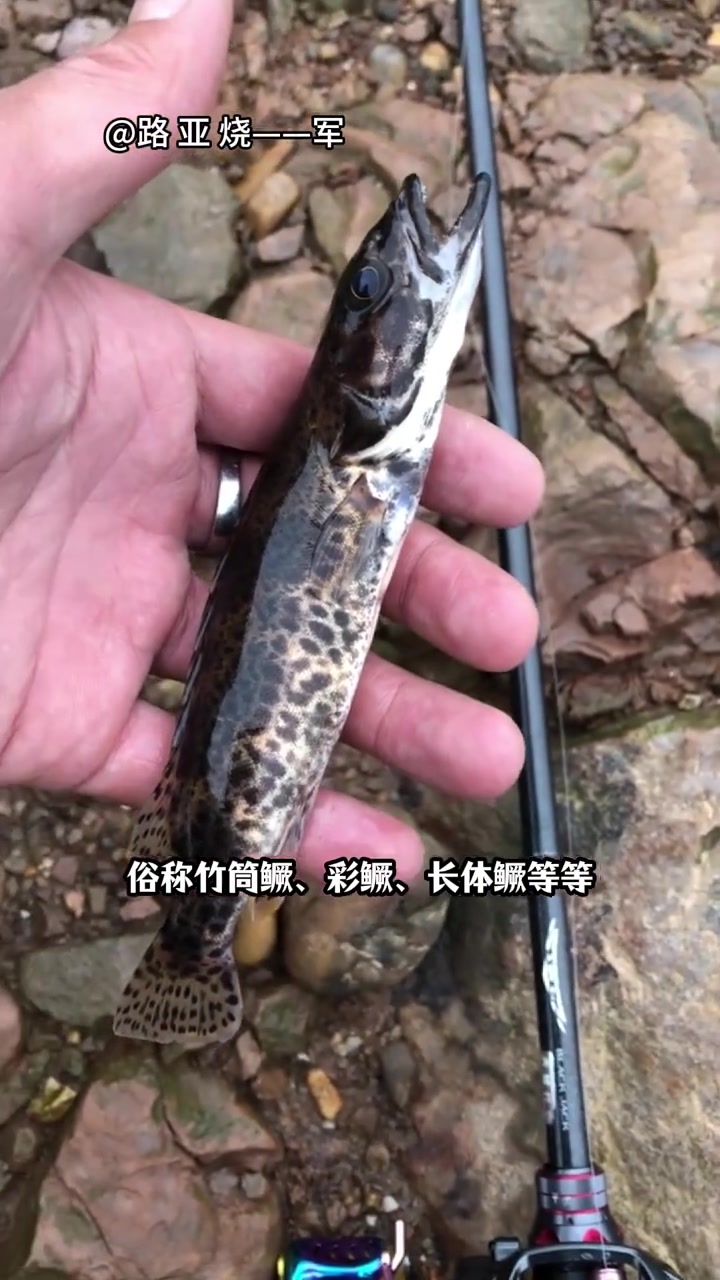 一图鉴定：9种鳜鱼！鳜、大眼鳜、斑鳜、暗鳜、波纹鳜、长身鳜、柳州鳜、漓江少鳞鳜、中国少鳞鳜