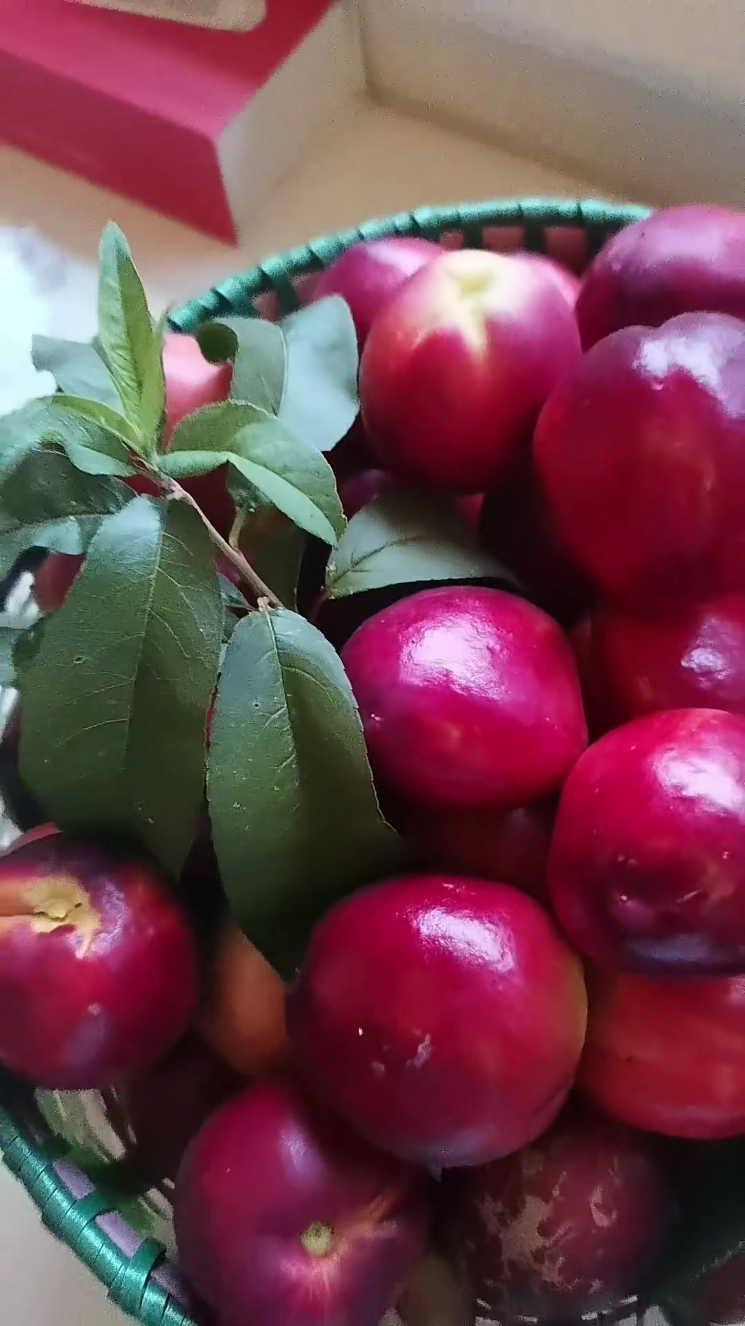 自家新摘超新鲜鱼头像红子弹一样好看