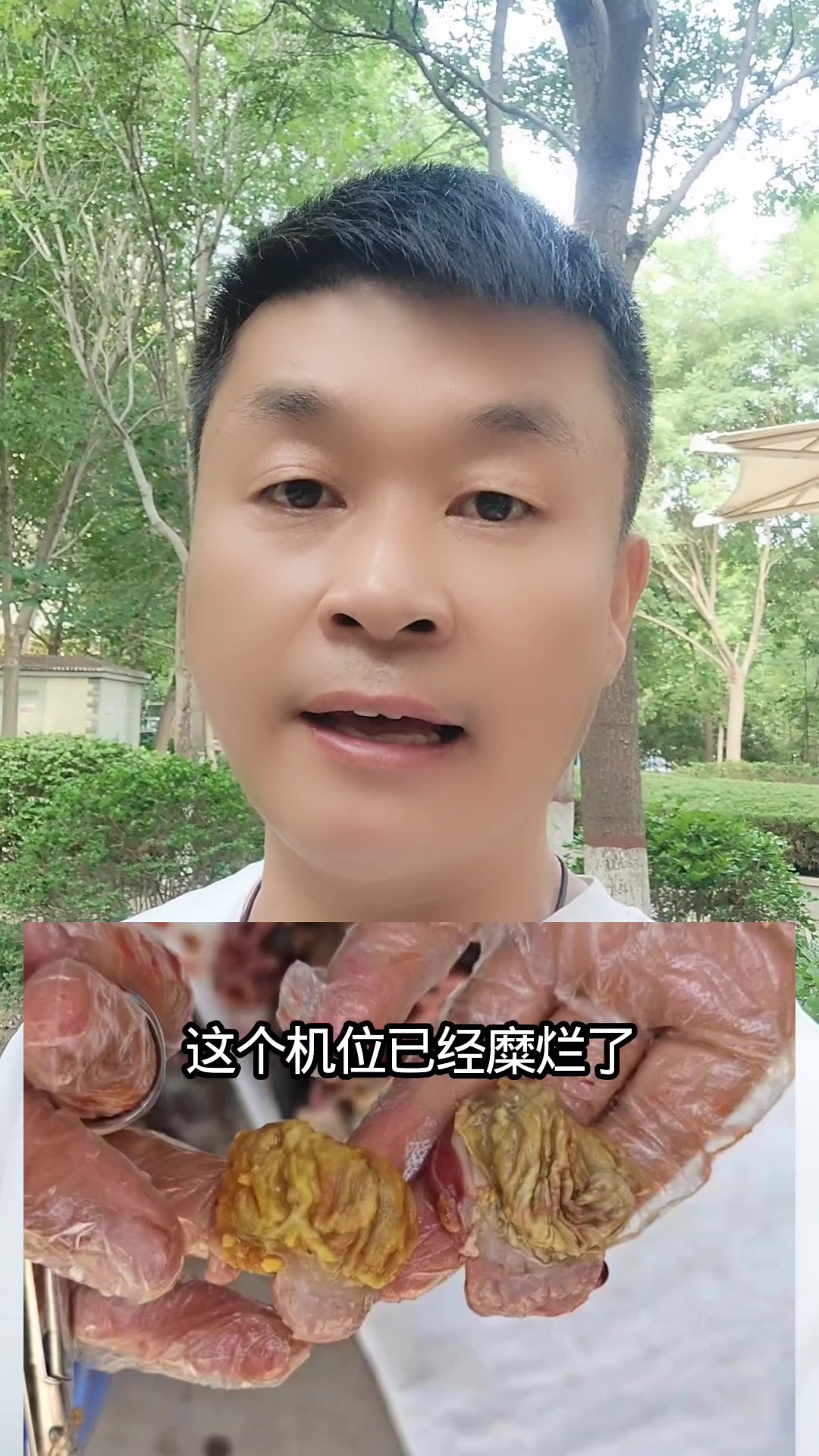教你快速识别腺胃炎，影响养鸡业的头号病，育雏期防治是关键。