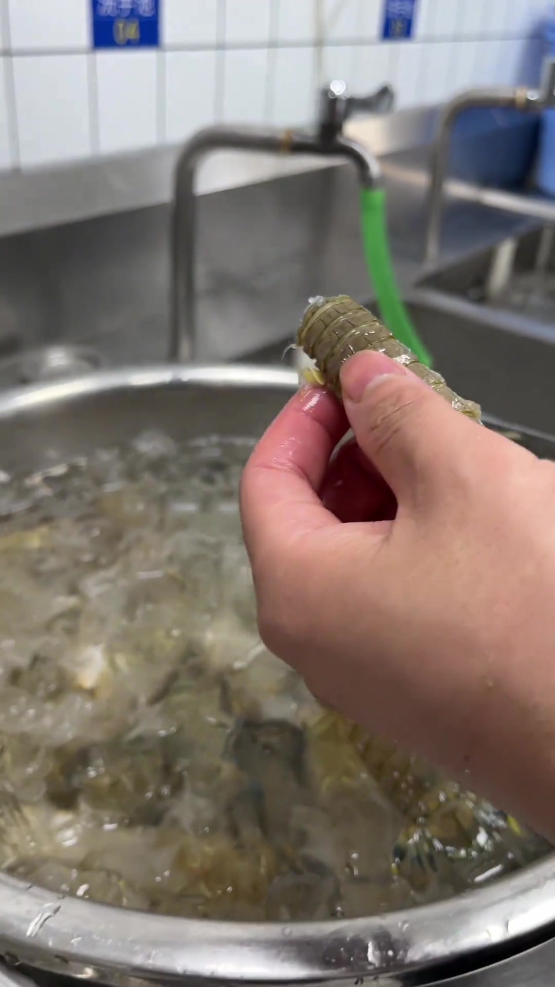 濑尿虾刺身,吃过没有