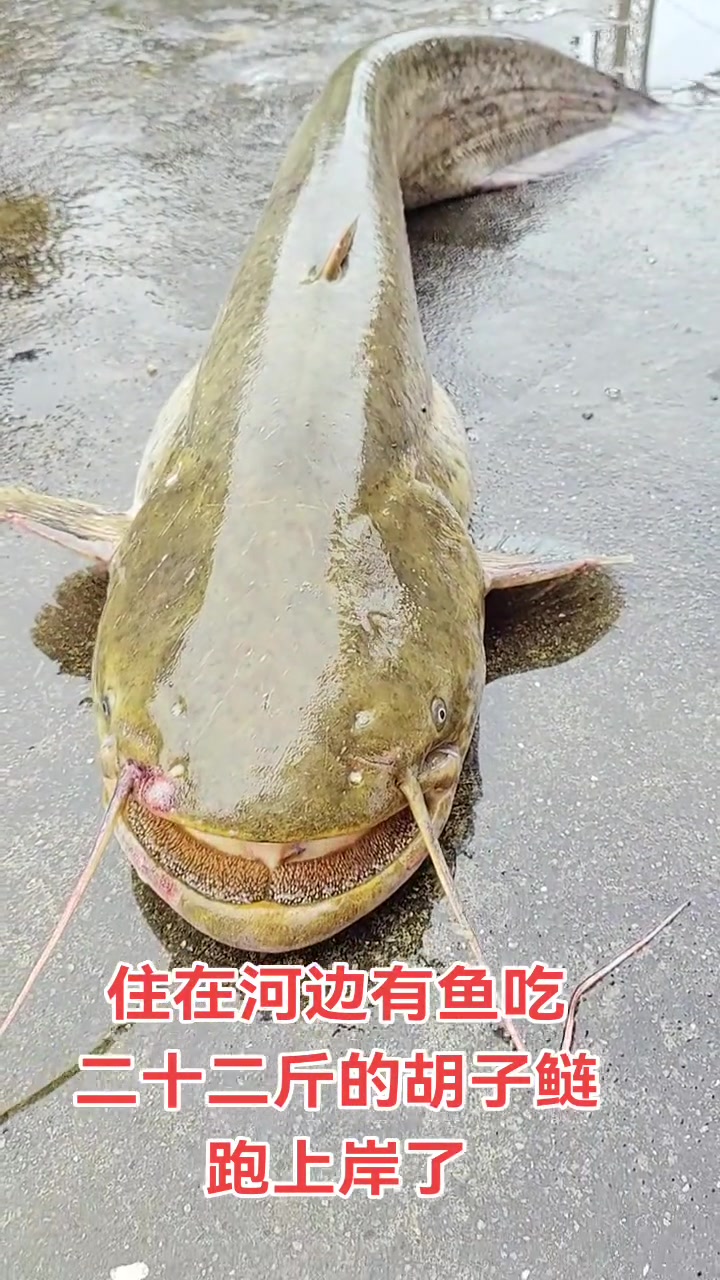 我看到的最大的胡子鲢