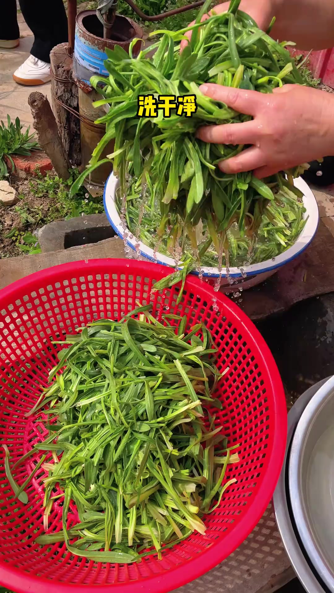 在河南,又到了各种吃蒸野菜的季节啦!这个蒸猫耳朵你吃过吗?