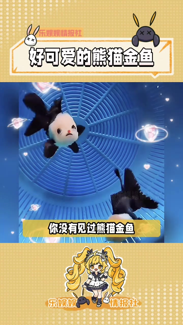 哇咔咔！好可爱的“熊猫金鱼”