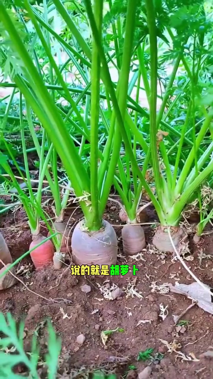 胡萝卜的种植方法和注意事项