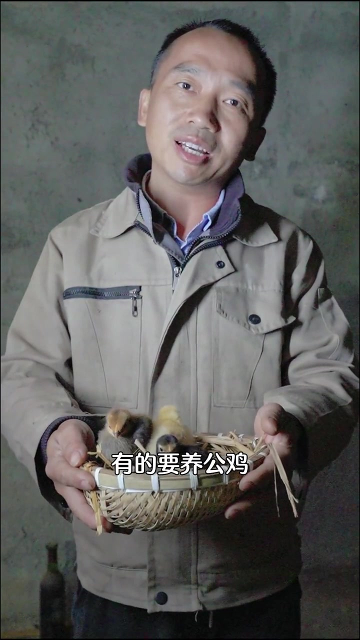 教你怎么辨别刚出生的小鸡的性别