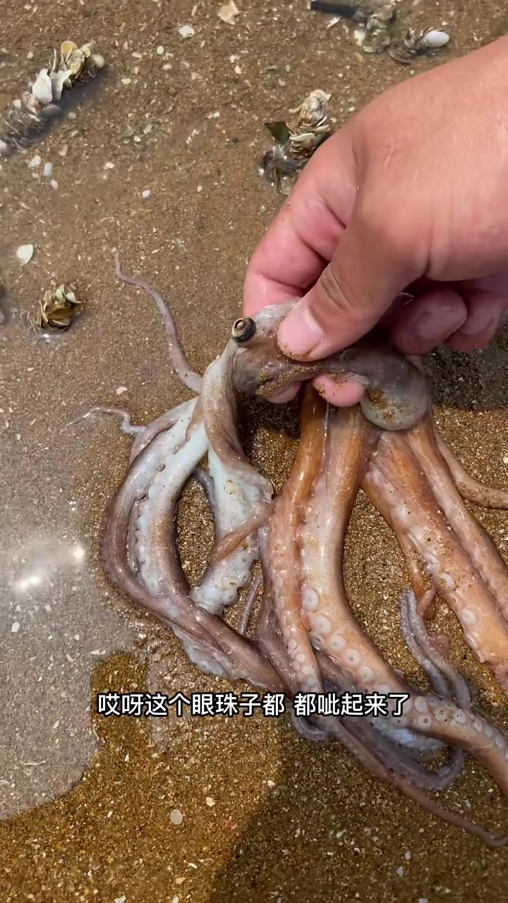 阿明赶海抓到一黑一白的八爪鱼，还有和手掌一样大的蛤蜊