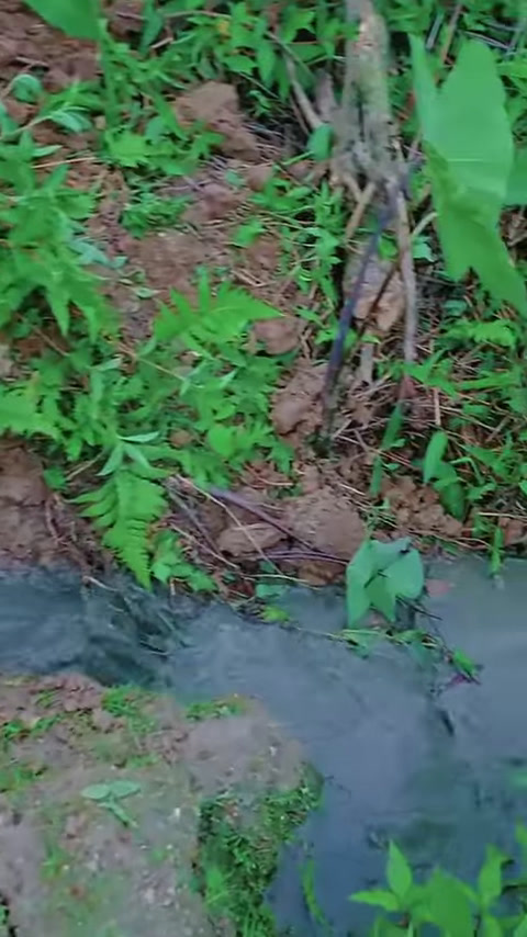 包下一个88岁老奶奶的鱼塘,没想到鱼竟然是金色?(1)