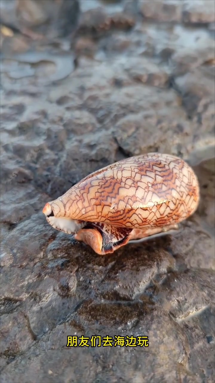 鸡心螺,也叫地纹芋螺,学名杀手芋螺。它的贝壳呈筒状,体层有清晰的赤褐色网纹。栖息于潮间带,